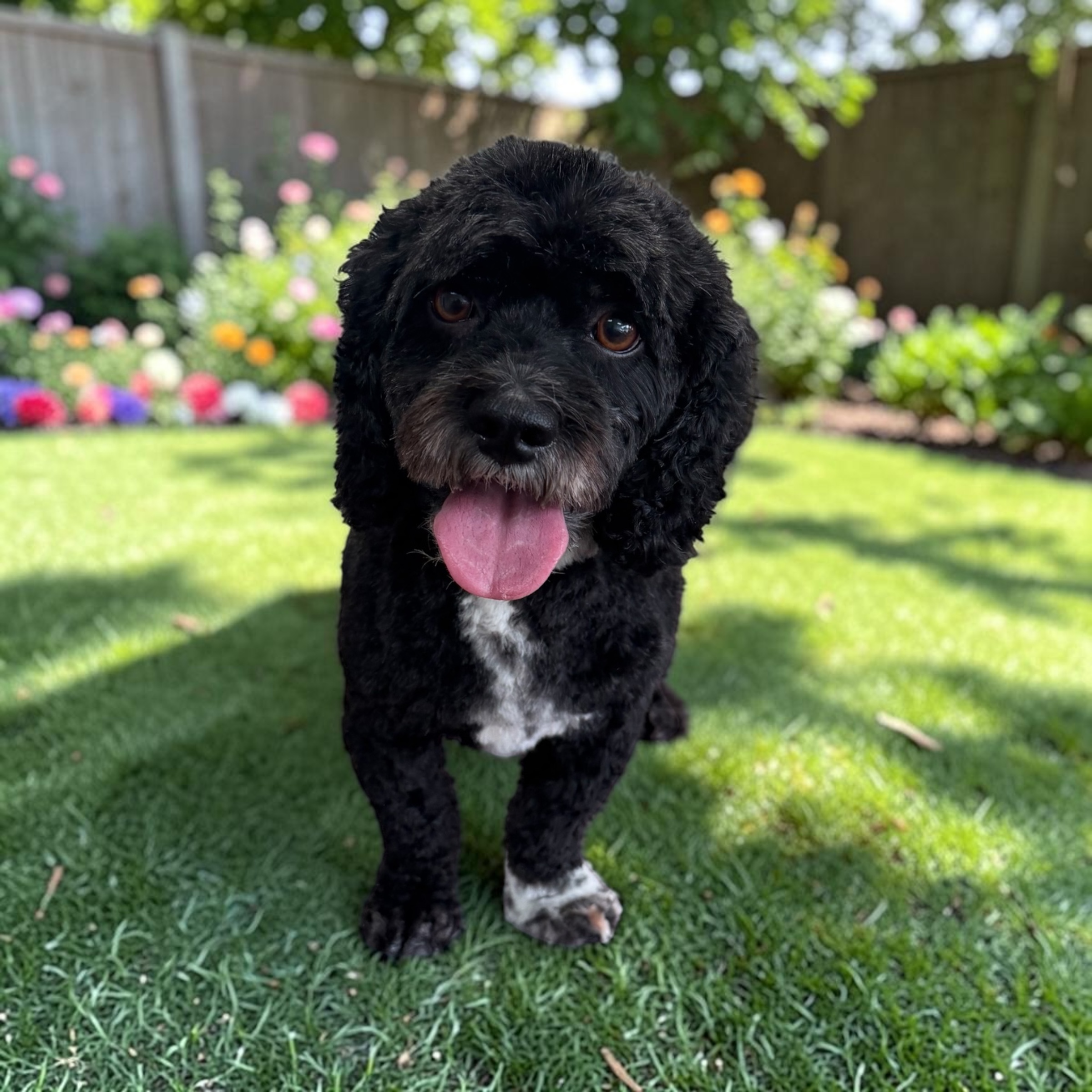 Freshly groomed dog at Canine Clips Salon
