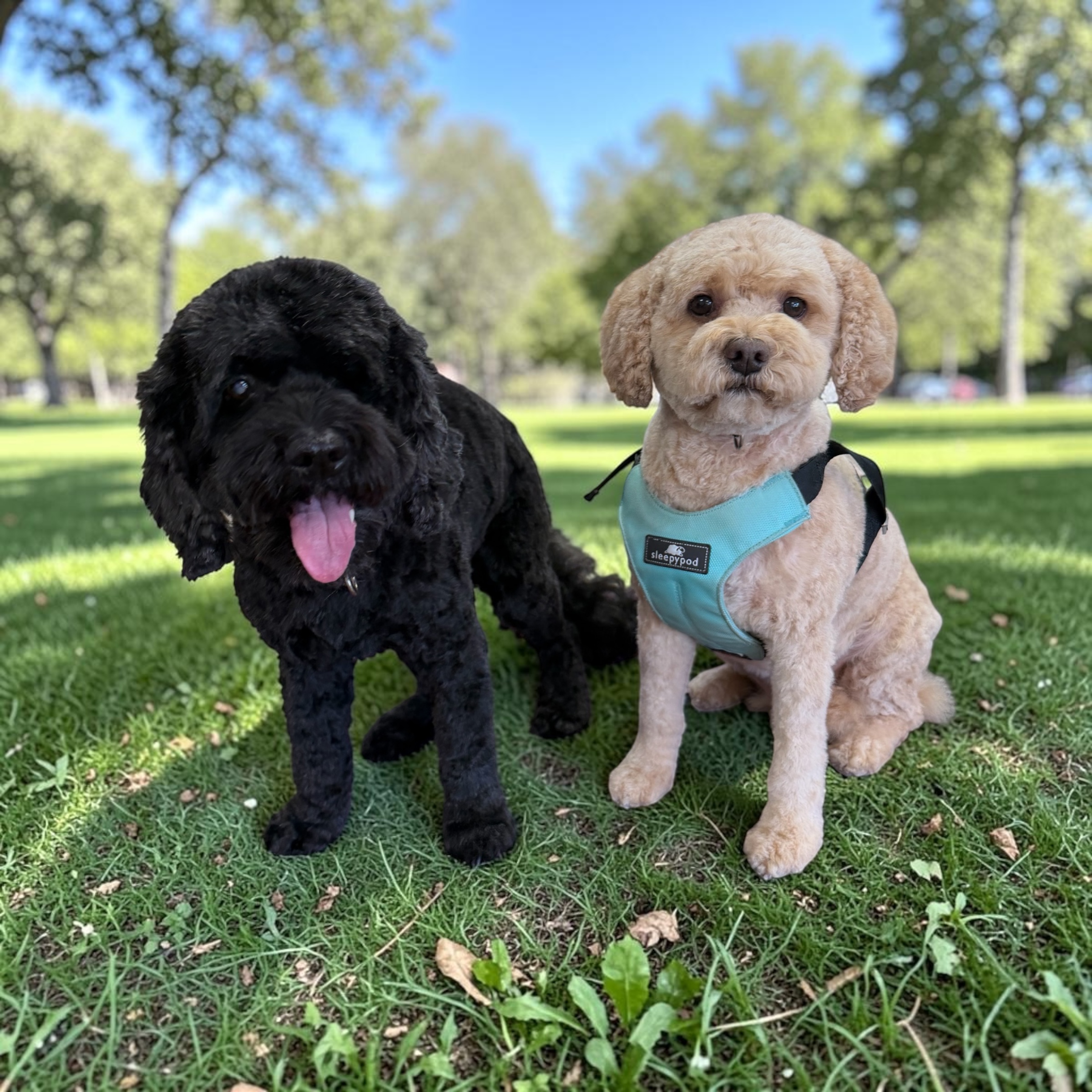 Freshly groomed dog at Canine Clips Salon