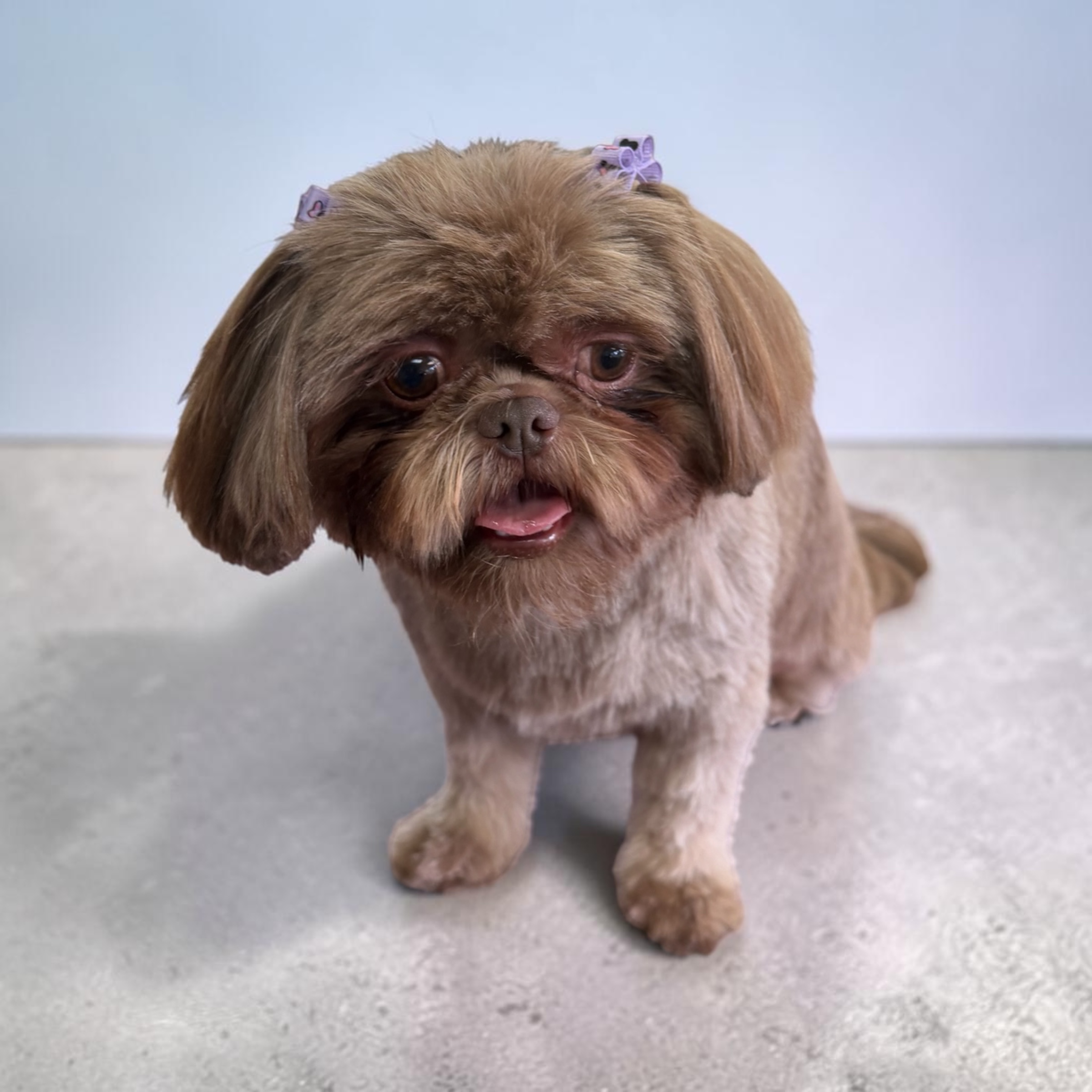 Freshly groomed dog at Canine Clips Salon