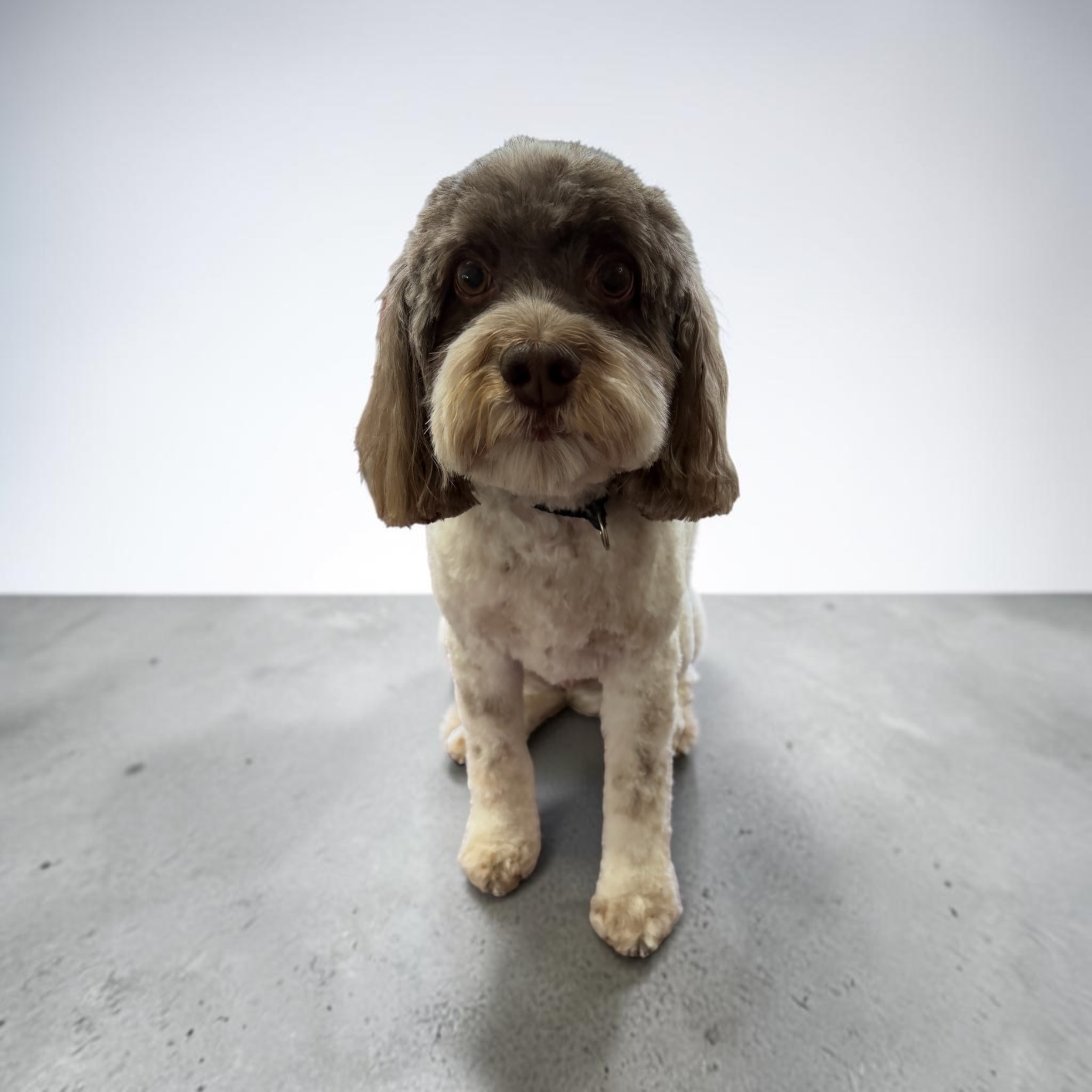 Freshly groomed dog at Canine Clips Salon