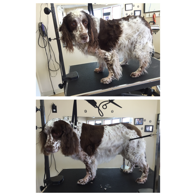 Ace before and after a practical spaniel groom