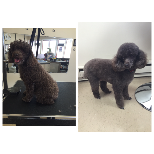 Fondue before and after a balanced poodle groom