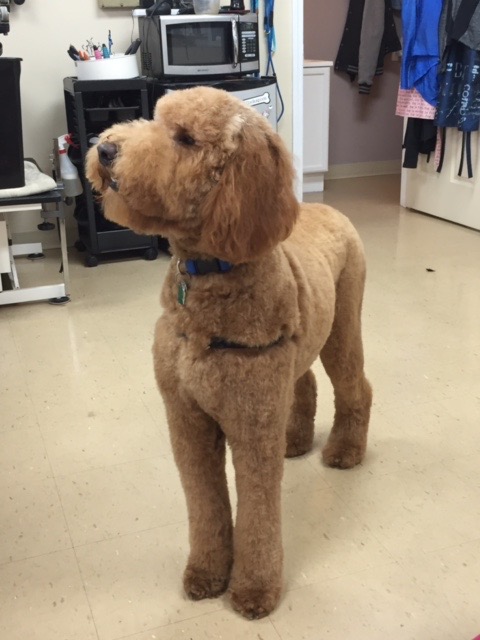 A freshly groomed apricot doodle standing in the Canine Clips salon