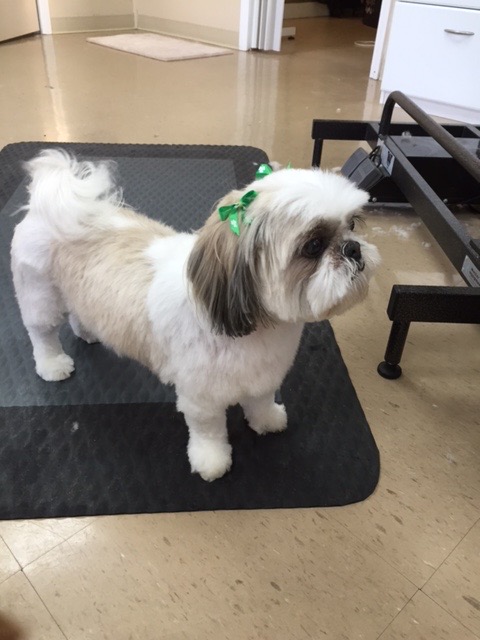 A small dog after a neat Canine Clips groom
