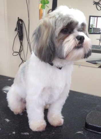 A freshly groomed small dog with a clean, softly shaped coat