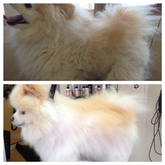 Sonny before and after a neat fluffy groom